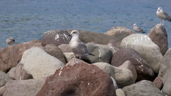 Seagull Rock Sea