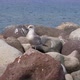 Seagull Rock Sea - VideoHive Item for Sale