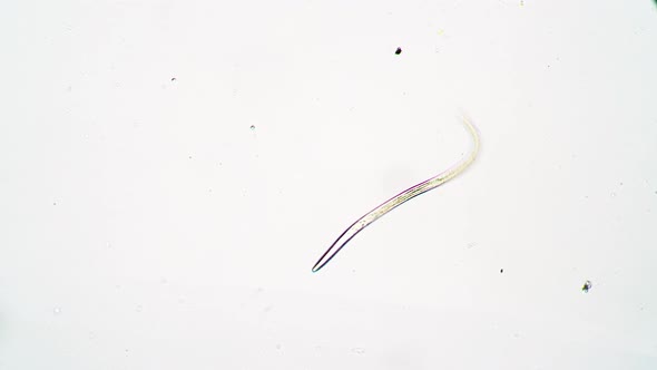 Nematode Worm on a White Background in Center of Frame Under a Microscope alt