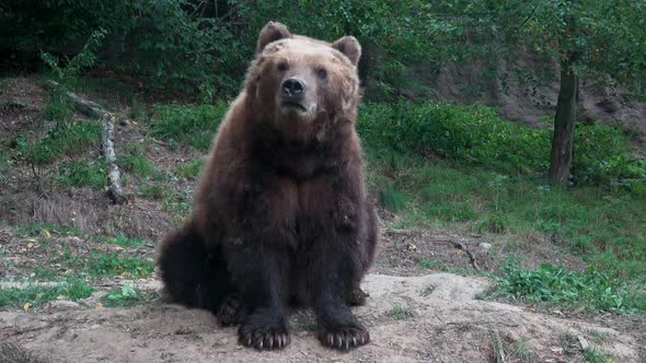 Kamchatka brown bear (Ursus arctos beringianus)