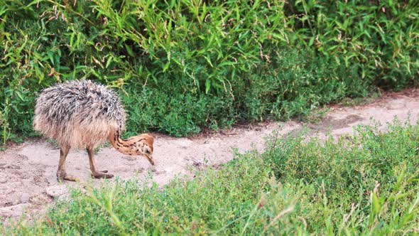 Baby Ostriches Grazing on the Field alt