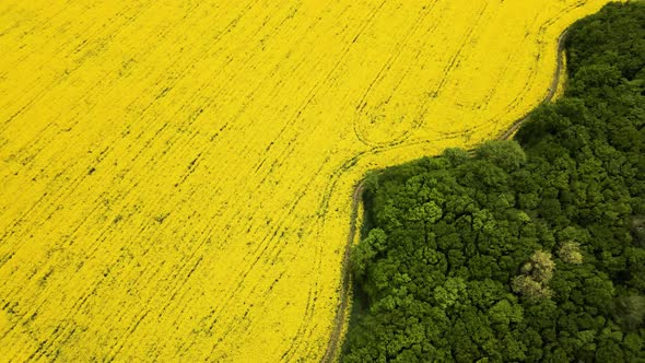 Bird's Eye View From a Drone of a Passing Canola Crop alt