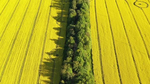 The road between the rapeseed fields in the summertime alt