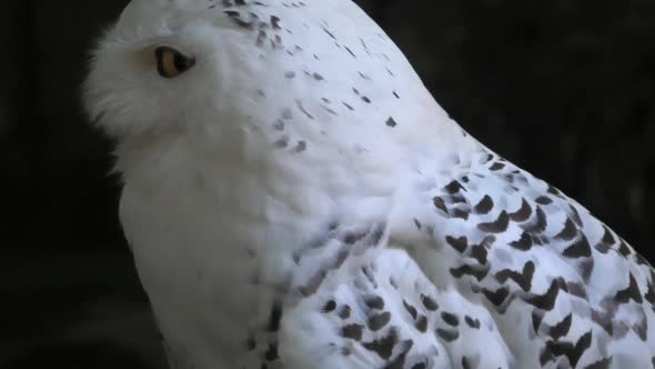 Snowy Owl Close Up alt