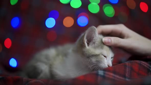 A Female Hand Strokes a Sleeping Kitten Against the Background of Twinkling New Year's Lights