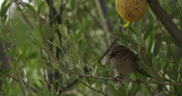 House sparrow eating on a birdfeeder alt
