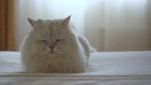 Persian Silver Chinchilla is Lying on the Bed in the Room and Slowly Closes Its Eyes alt