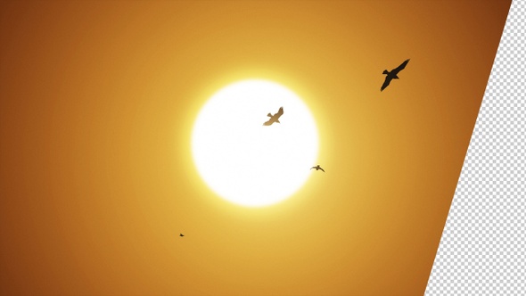 Seagull Flies Into The Sky Towards The Sun (2-pack)