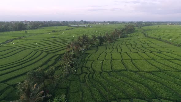 Flying over rice paddies and palm trees in Ubud, Bali. alt