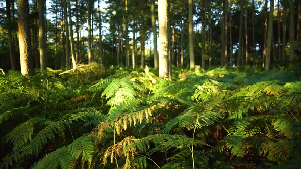 Forest floor at sunrise covered in brachen