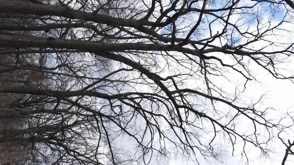 Vertical Video of the Forest with Trees Without Leaves Slow Motion alt