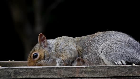 Close up of a Grey Squirrel, Sciurus carolinensis, feeding on back garden bird table. Spring. Britis alt