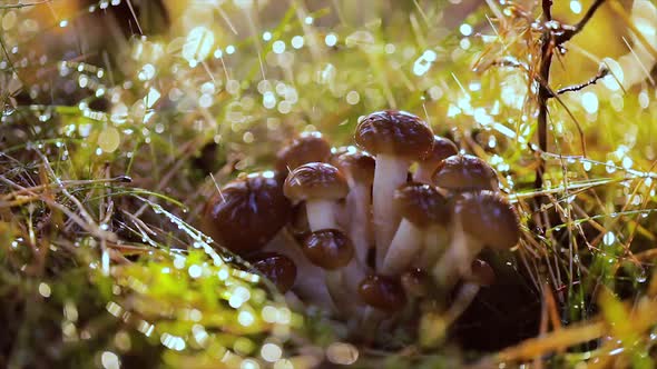 Armillaria Mushrooms of Honey Agaric In a Sunny Forest in the Rain alt