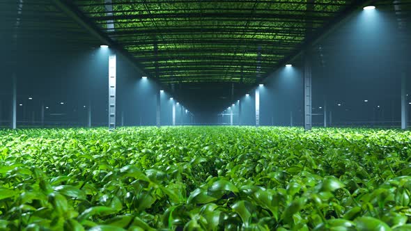 Fresh, young, green plants in a modern foggy greenhouse Camera flythrough. 4K HD alt