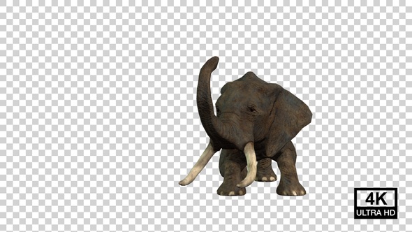 Elephant Death Front View alt