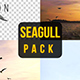Seagull - VideoHive Item for Sale