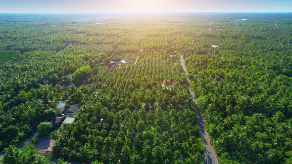 Aerial view over coconut groves at Amphawa, Samut Songkhram Province alt