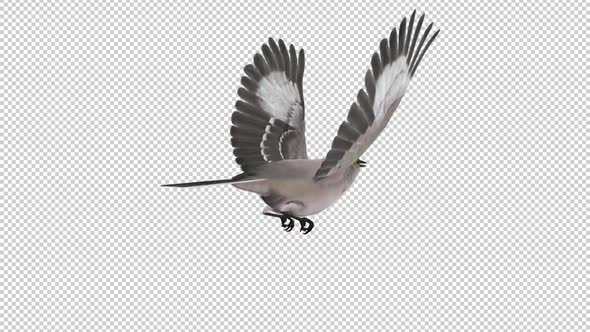 American Mockingbird - Flying Loop -  Back Angle View - Alpha Channel
