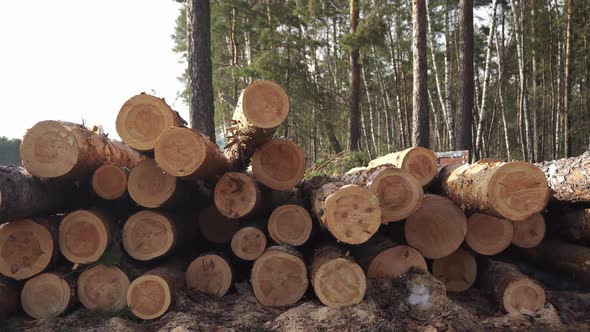 Big Stack of Sawn Tree Trunks Lying in the Pine Forest Filmed in Closeup alt