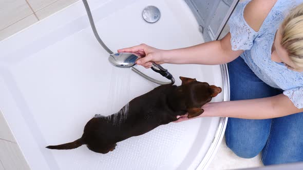 Woman Washing Dog in Bathroom
