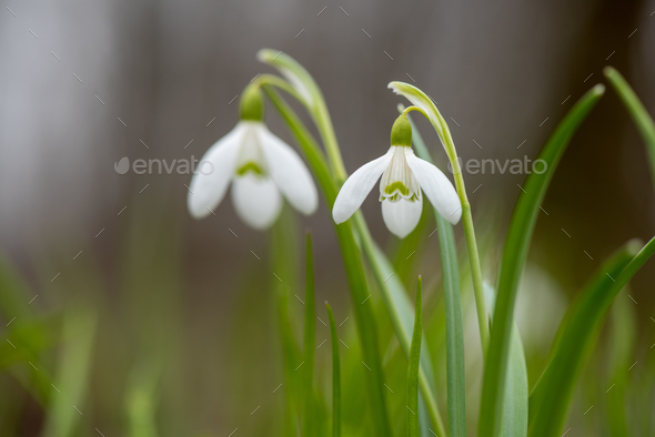 Snowdrop or common snowdrop (Galanthus nivalis) flowers - Stock Photo - Images
