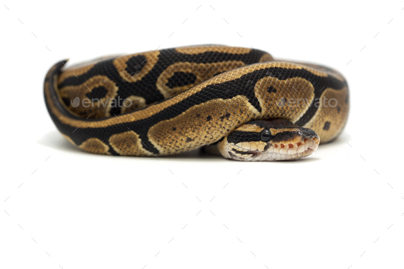Snake Ball python isolated on white background Stock Photo by PetlinDmitry