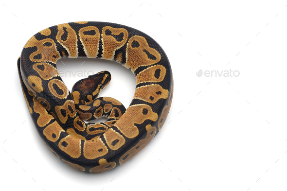 Snake Ball python isolated on white background Stock Photo by PetlinDmitry