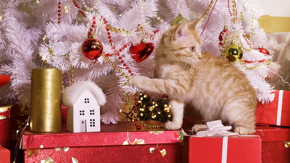 Little Red-Haired Kitten Playing With Christmas Toy