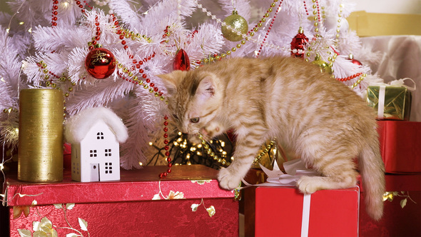 Little Red-Haired Kitten Playing With Christmas Garland