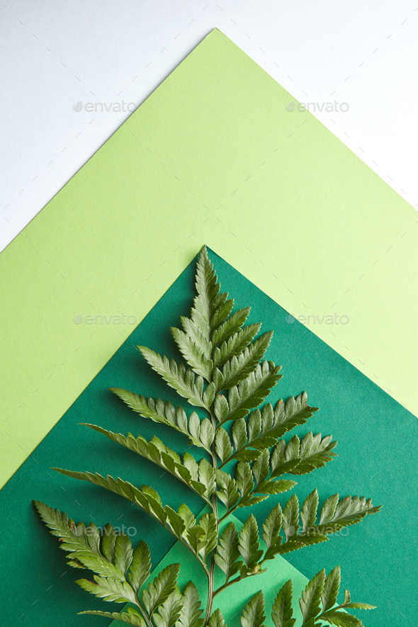 Fern leaf on a multi-colored green cardboard around a gray background with copy space. Natural - Stock Photo - Images