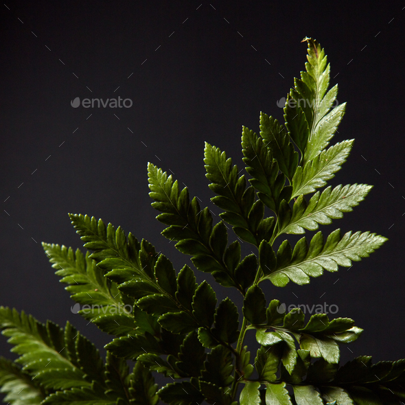 Fern. Green branch of a plant on a black background with highlights of light and space for text - Stock Photo - Images