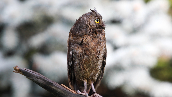 Eurasian (European) Scops Owl in Natural Forest Habitat
