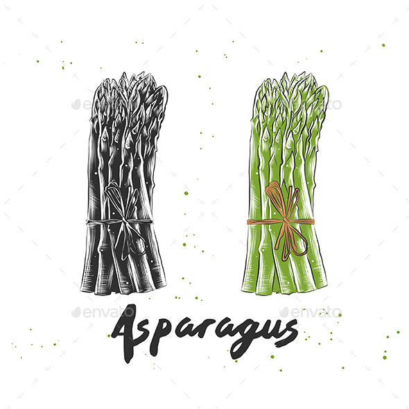 9800 Asparagus Illustrations RoyaltyFree Vector Graphics  Clip Art   iStock
