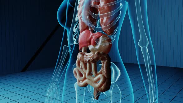 Damaged Failed Small Intestine alt