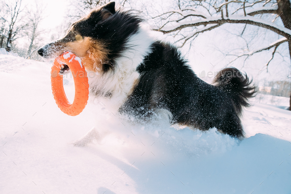 Funny Young Shetland Sheepdog, Sheltie, Collie Playing With Ring - Stock Photo - Images