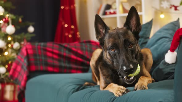 Malinois Bard Lying on Sofa in Living Room alt