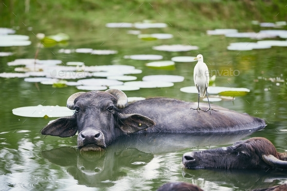 Cooperation between water buffalo and bird - Stock Photo - Images
