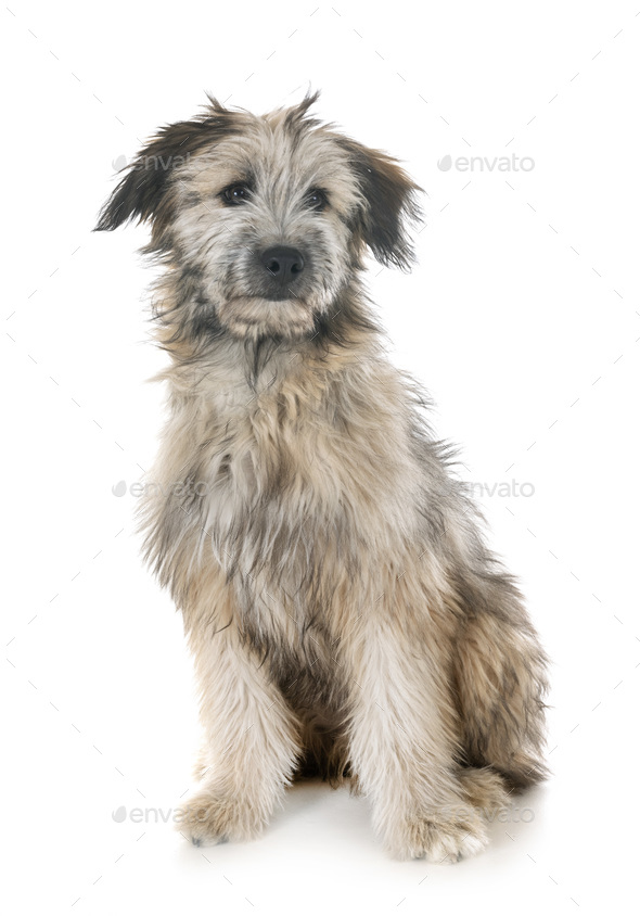 pyrenean sheepdog puppies
