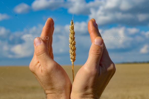 Human hands with wheat ears. Crop protection and care concept