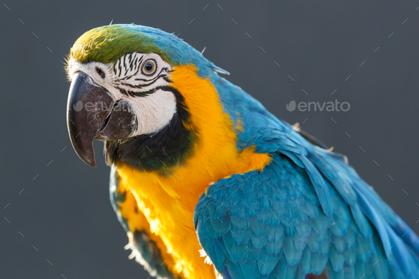 Også pastel misundelse Blue and Yellow Macaw (Ara ararauna) Stock Photo by imagexphoto | PhotoDune