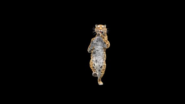 Leopard Dancing HD alt