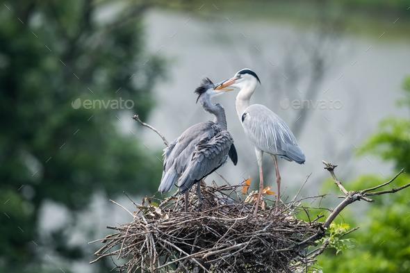 grey heron family on nest, ardea cinerea feeding Stock Photo by chuyu2014