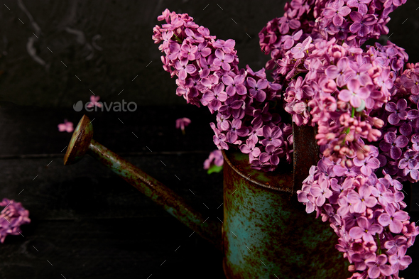 Watering Lilacs