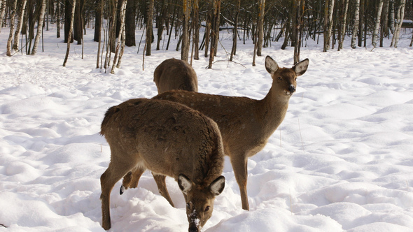 A Herd of Sika Deer in The Winter Forest