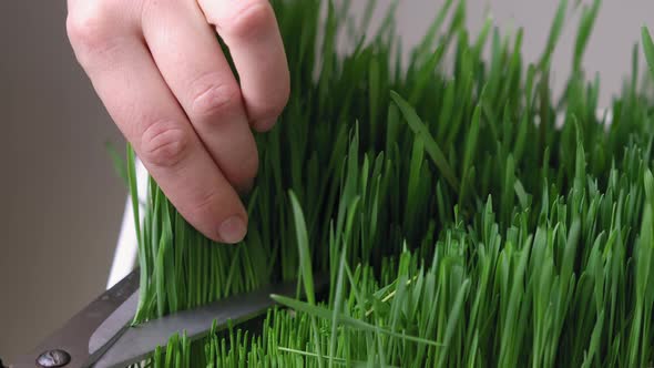 Women's Hands Cut Wheat Sprouts for the Production of Wheatgrass alt