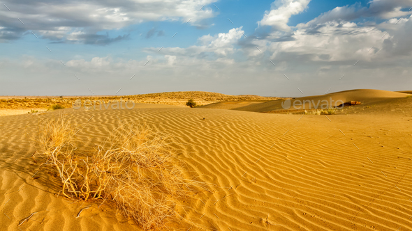 Rajasthan, Thar Desert, India - Stock Image - F009/4717 - Science Photo  Library