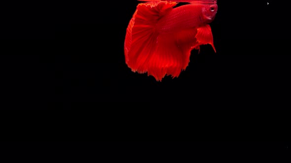 Siamese fighting fish (Betta splendens) alt