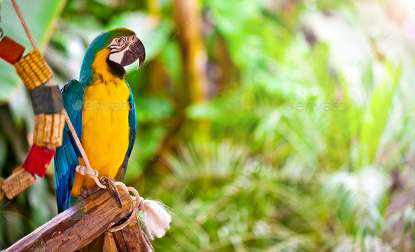 Sweet Animal Bird Colorful Exotic Tropical Parrot