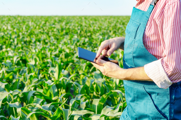 Farmer with tablet computer inspecting corn field
