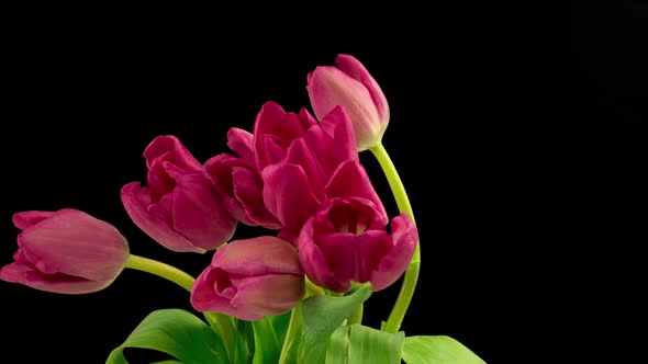 Opening of Beautiful Large Bouquet of Pink Tulips Flower on Black Background alt